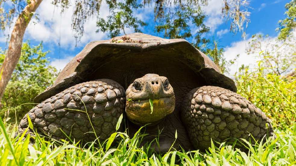 Giant tortoise Galapagos